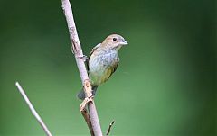 Indigo Bunting